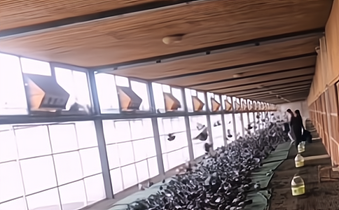 賽級信鴿戰(zhàn)力驚人！