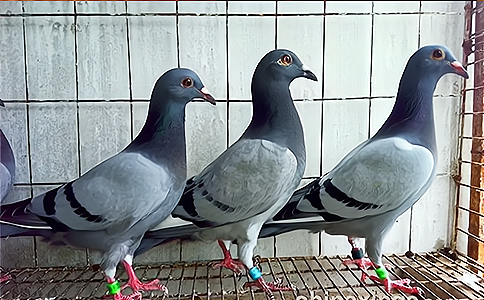 RFID腳環(huán)標(biāo)簽對于信鴿信息化管理應(yīng)用